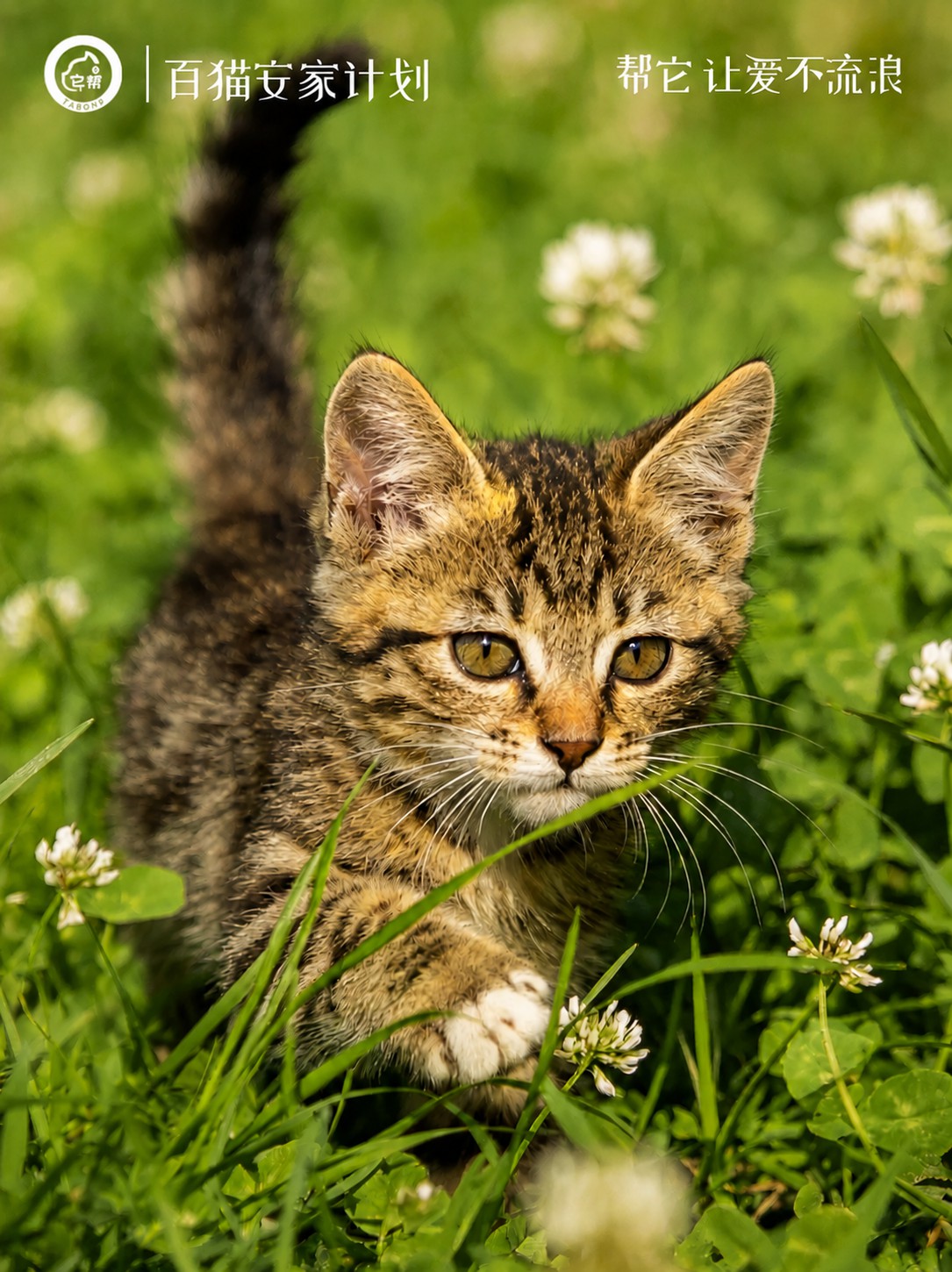 百猫安家计划